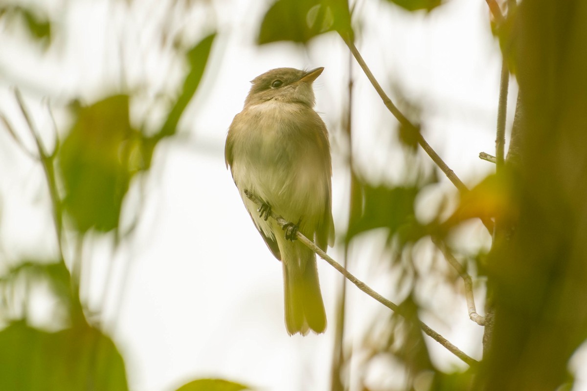 Alder/Willow Flycatcher (Traill's Flycatcher) - ML641296853