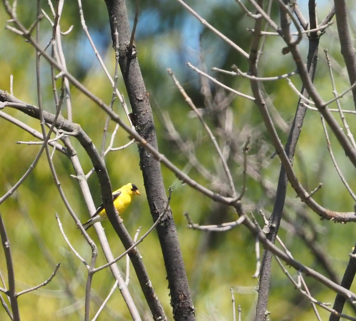American Goldfinch - ML641296854