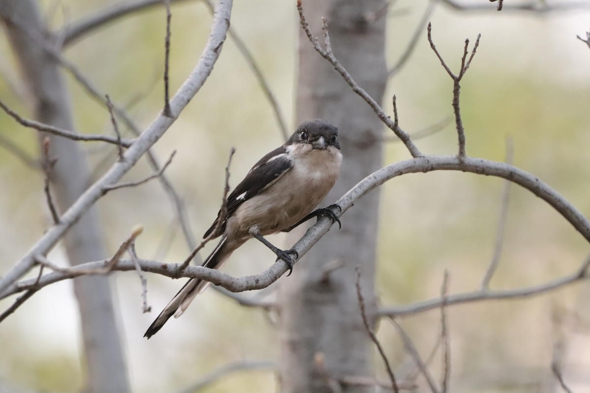 Southern Fiscal (Southern) - ML641296856