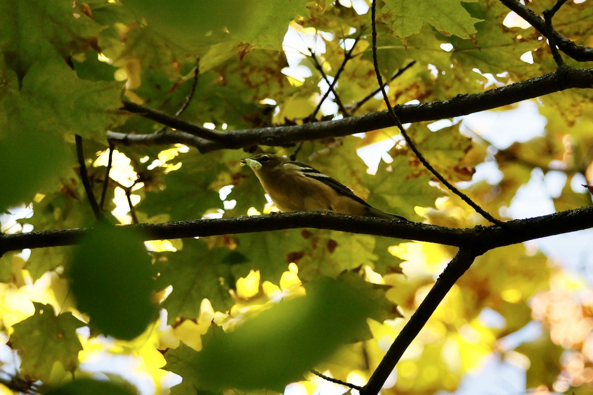Bay-breasted Warbler - ML641296861