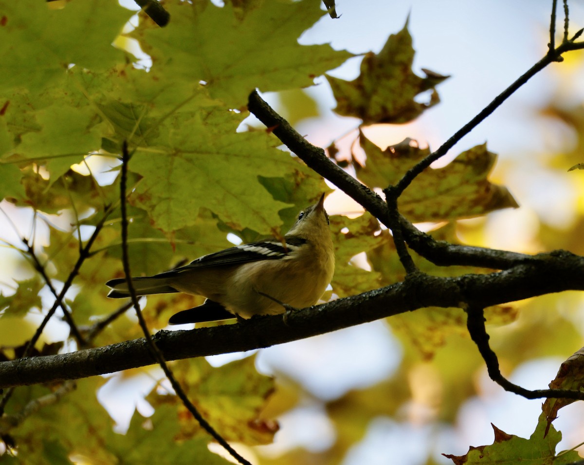 Bay-breasted Warbler - ML641296862