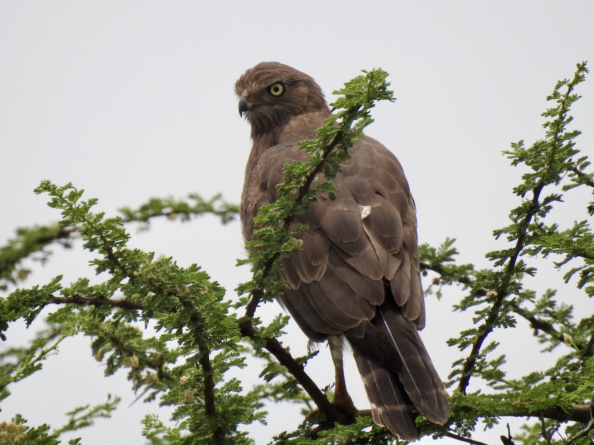 Dark Chanting-Goshawk - ML641296863