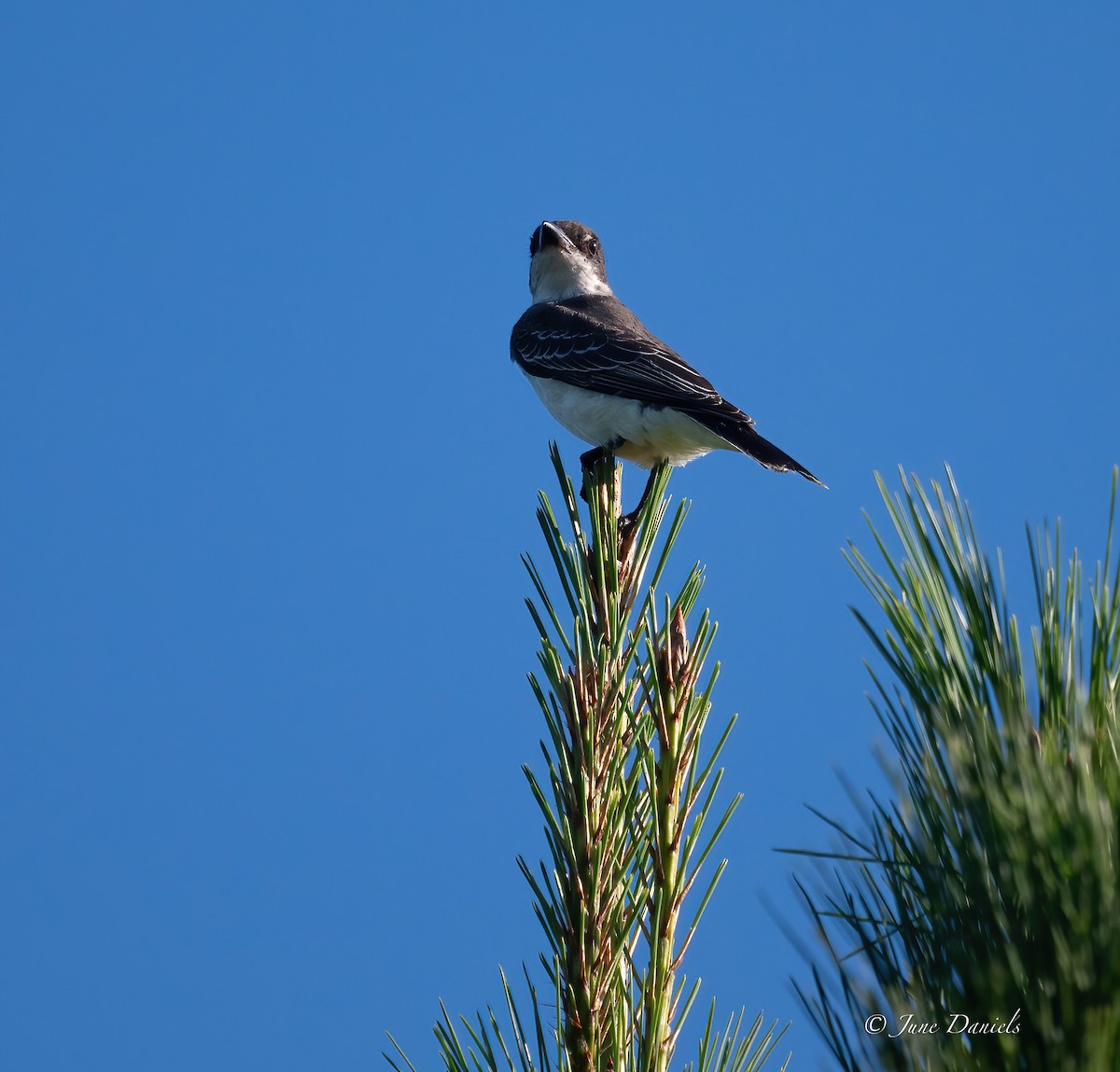 Eastern Kingbird - ML641296866