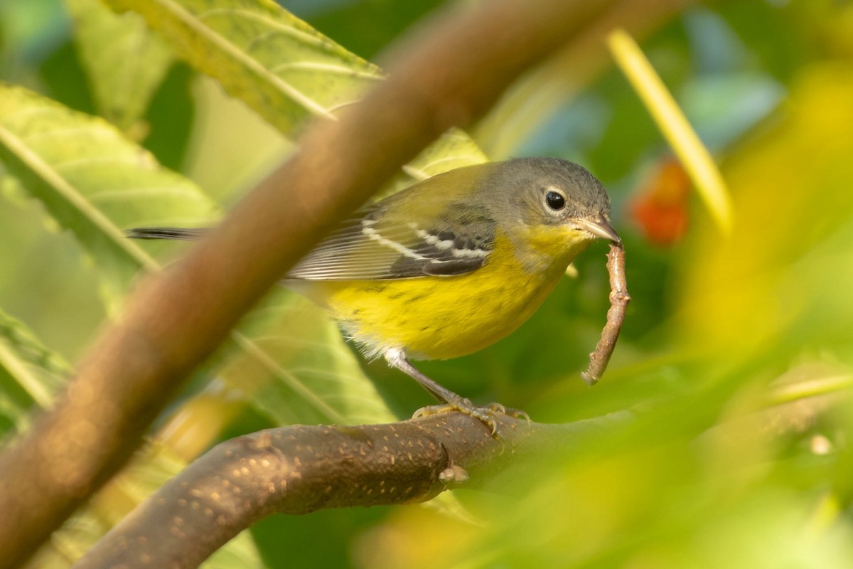 Magnolia Warbler - ML641296868