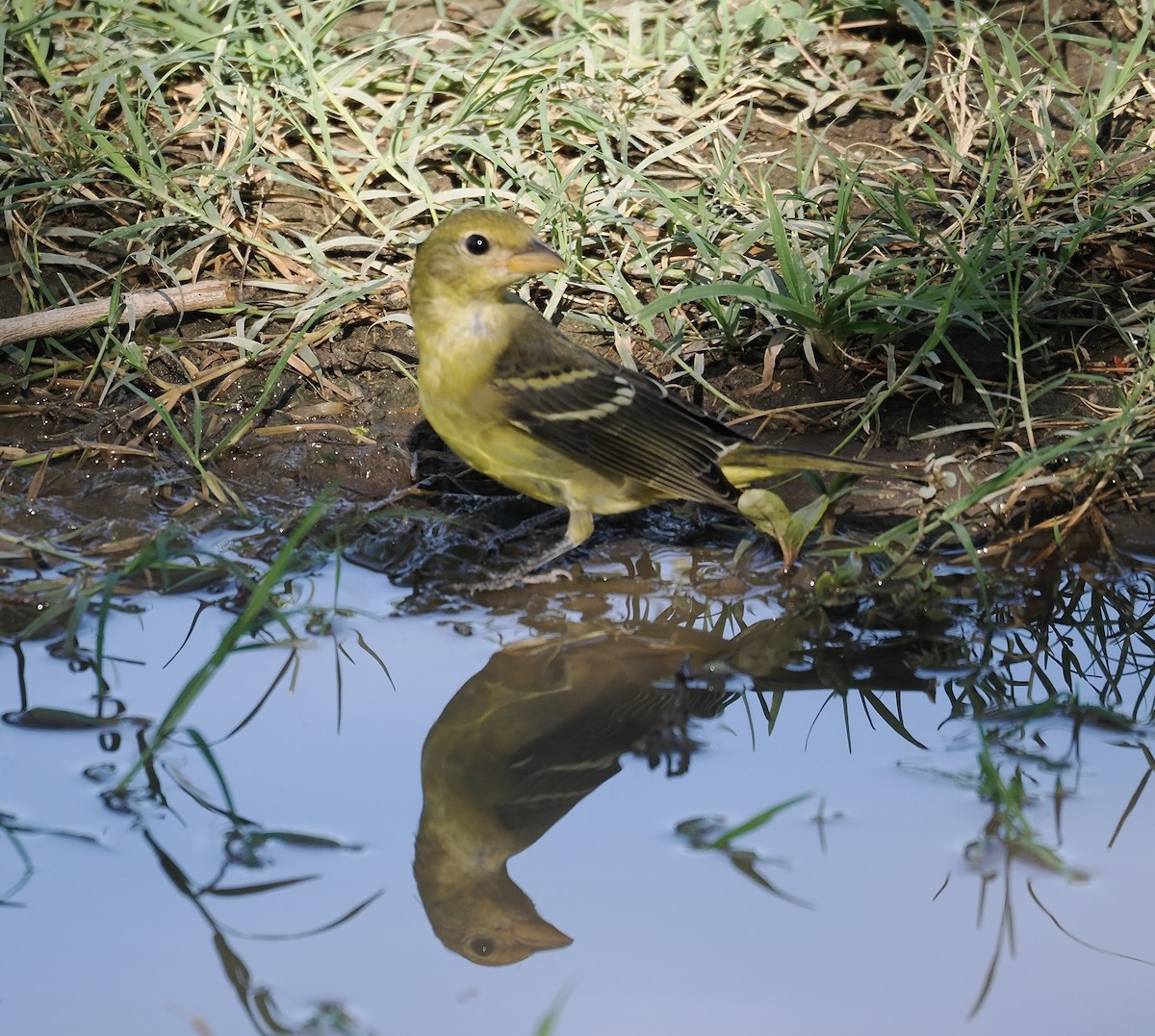 Western Tanager - ML641296870