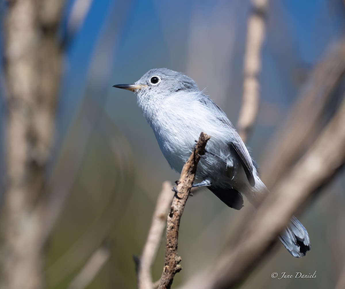 Blue-gray Gnatcatcher - ML641296878