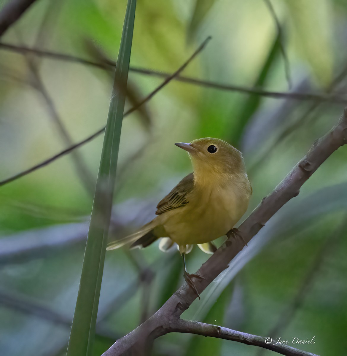 Yellow Warbler - ML641296879