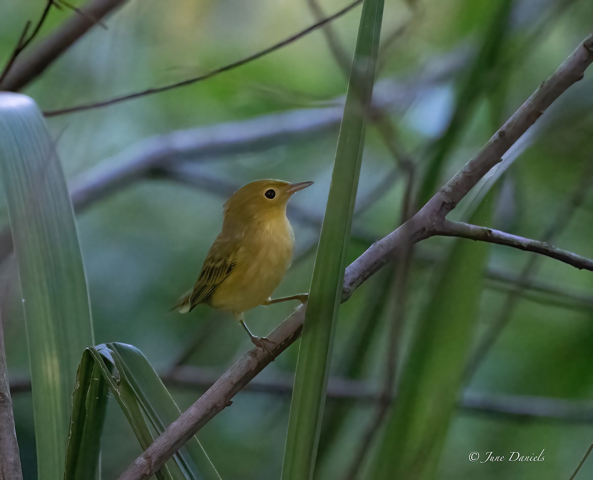 Yellow Warbler - ML641296880