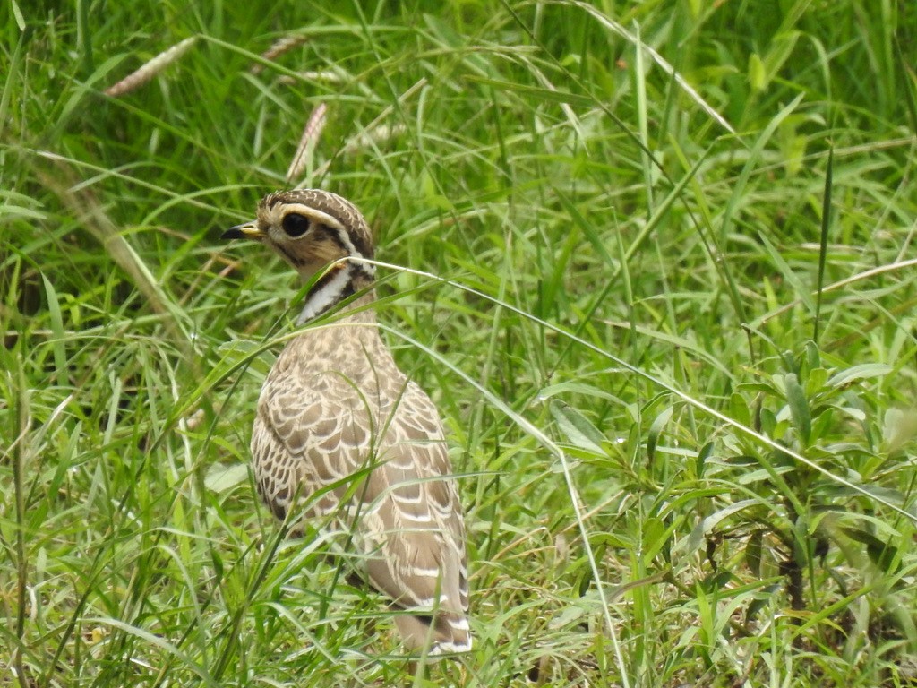 Three-banded Courser - ML641296881