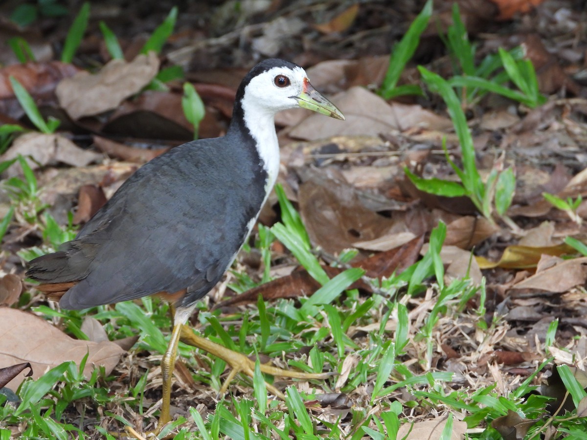White-breasted Waterhen - ML641296923