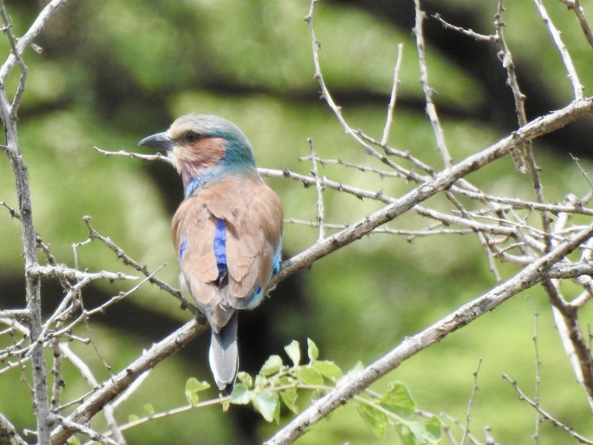 Lilac-breasted Roller - ML641296928