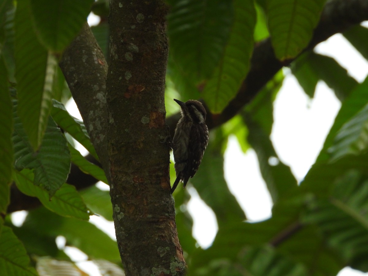 Sunda Pygmy Woodpecker - ML641296939