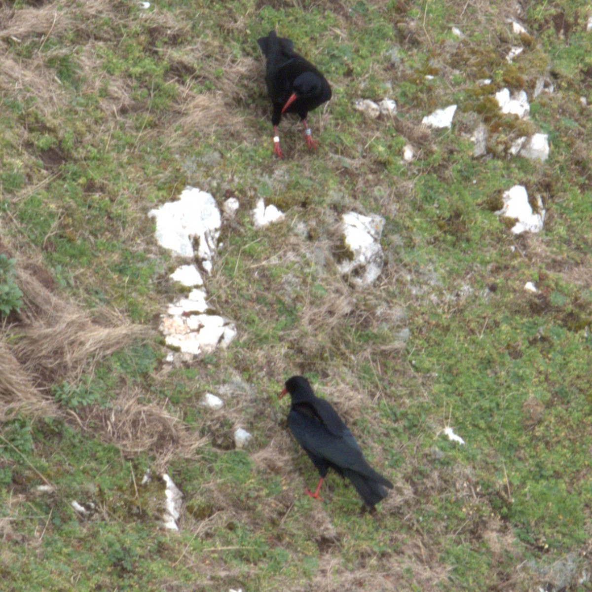 Red-billed Chough - ML641296943