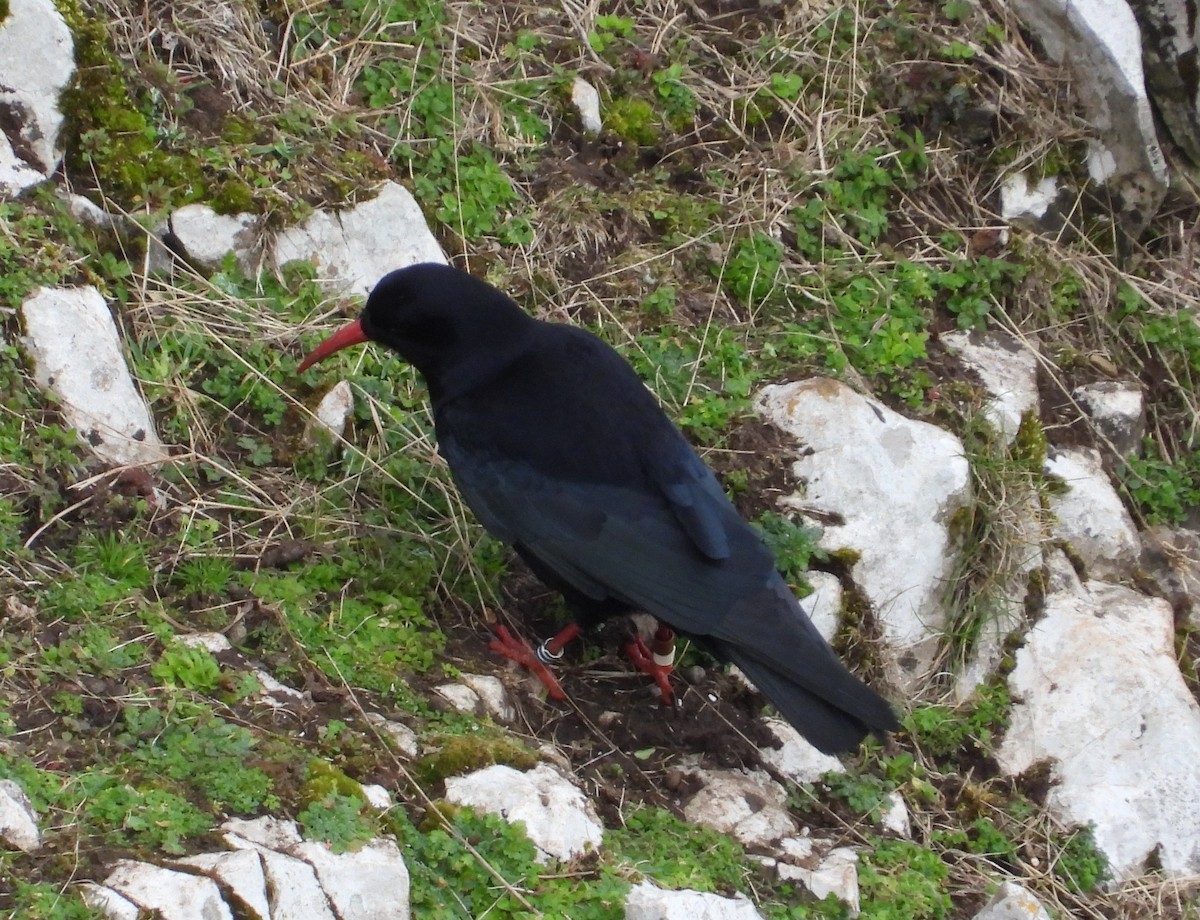 Red-billed Chough - ML641296944