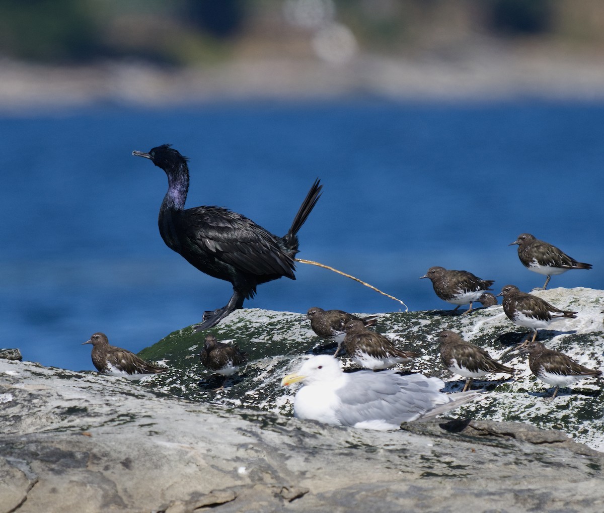 Pelagic Cormorant - ML641296950