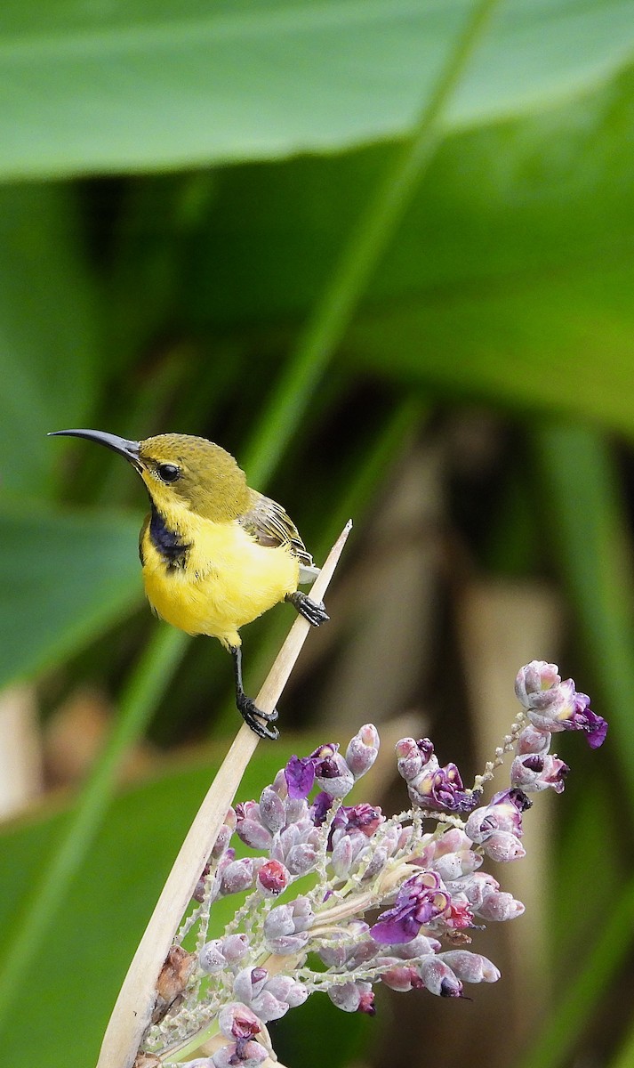 黃腹花蜜鳥 - ML641297000
