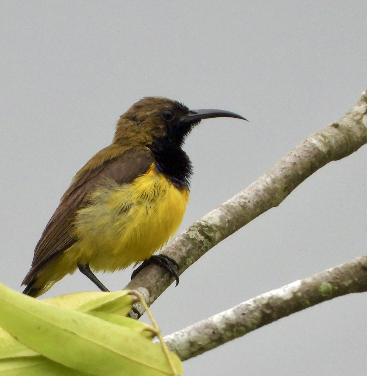 黃腹花蜜鳥 - ML641297001
