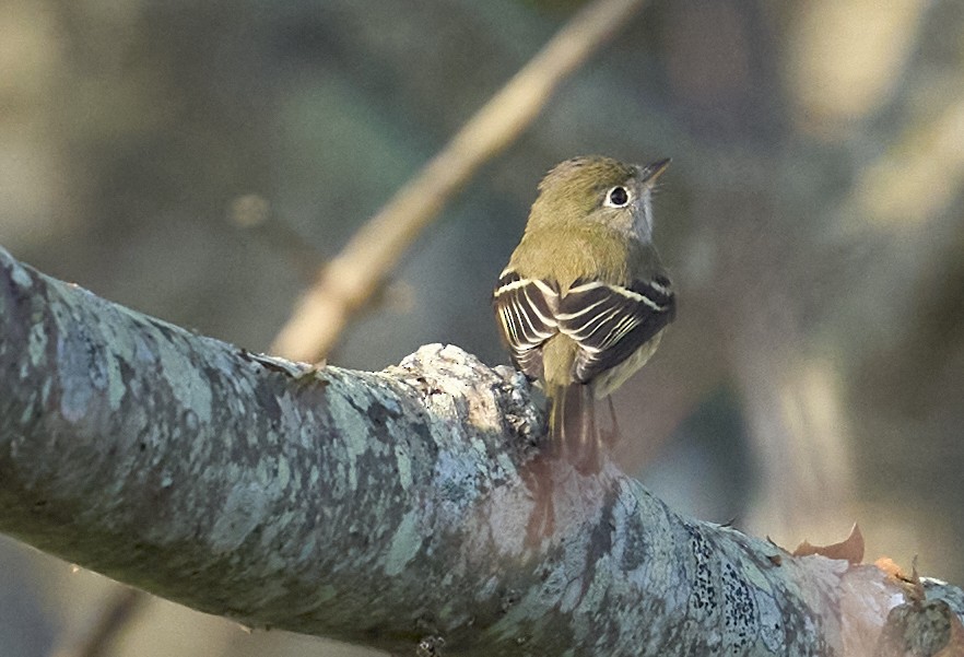 Least Flycatcher - ML641297003