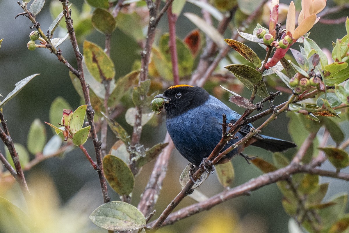 Golden-crowned Tanager - ML641297004