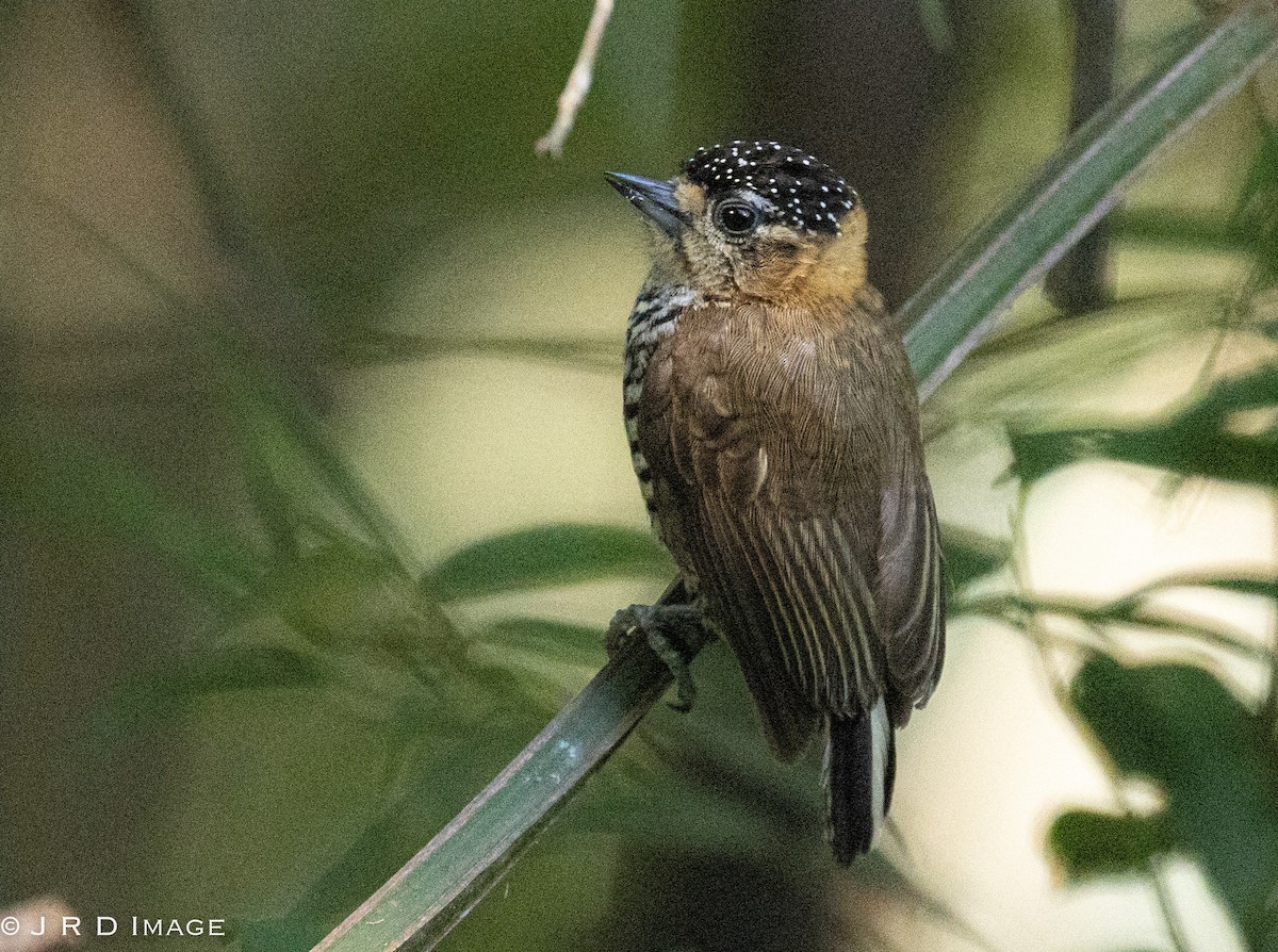 Ochre-collared Piculet - ML641297006