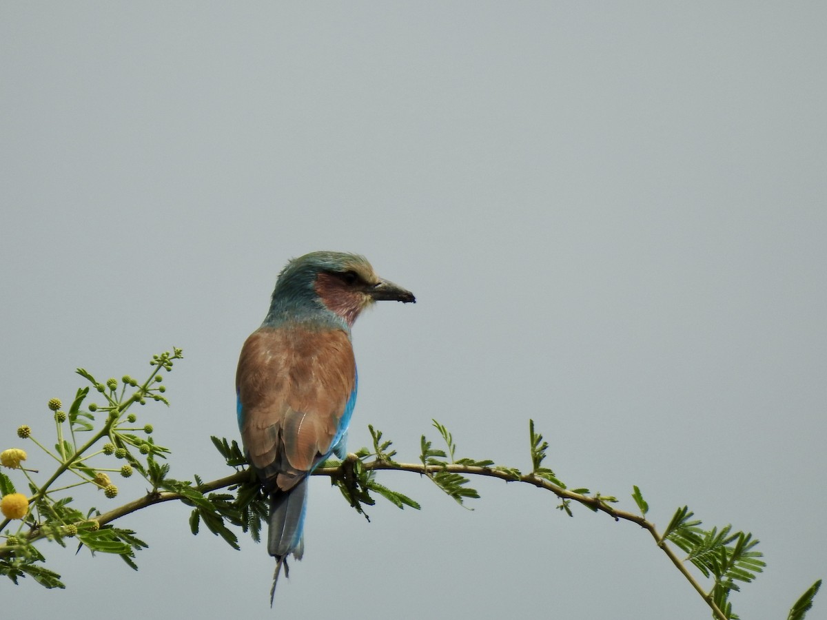 Lilac-breasted Roller - ML641297007