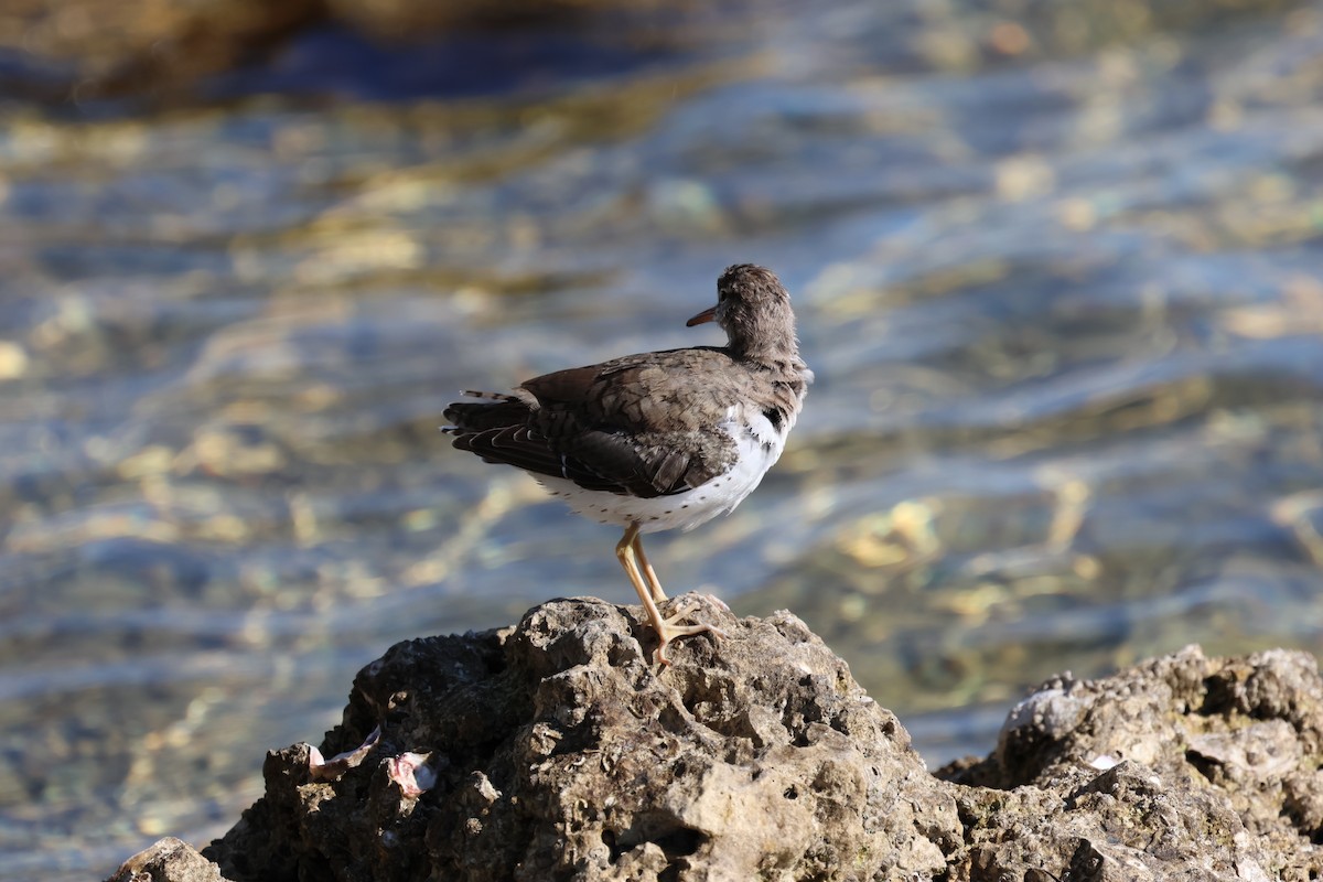 Spotted Sandpiper - ML641297011