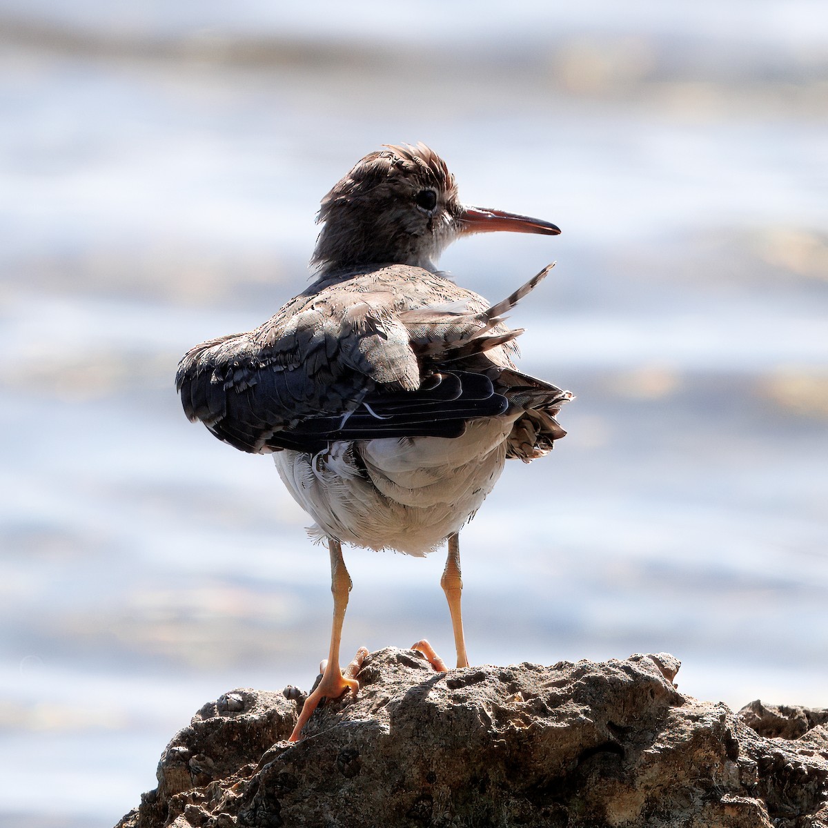 Spotted Sandpiper - ML641297012