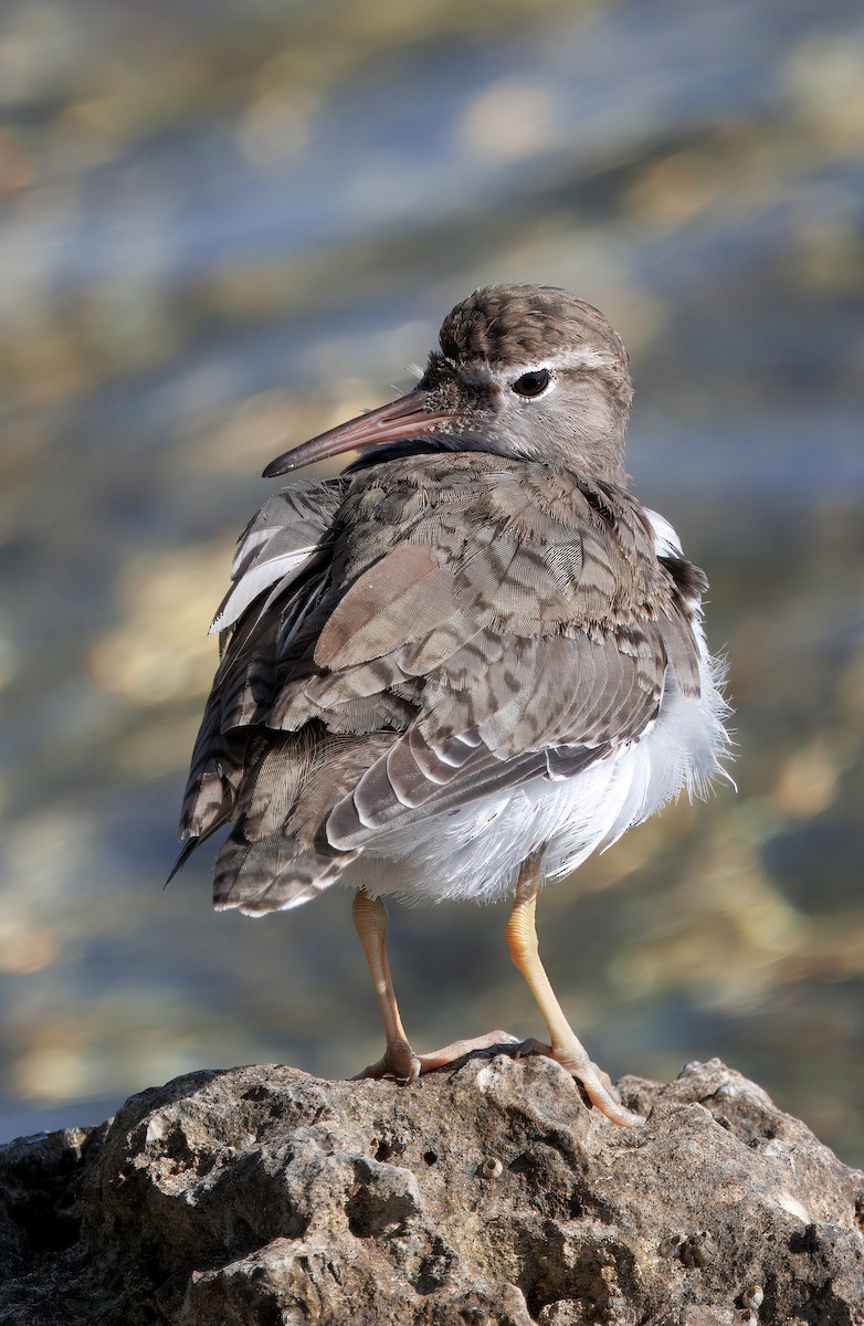 Spotted Sandpiper - ML641297015