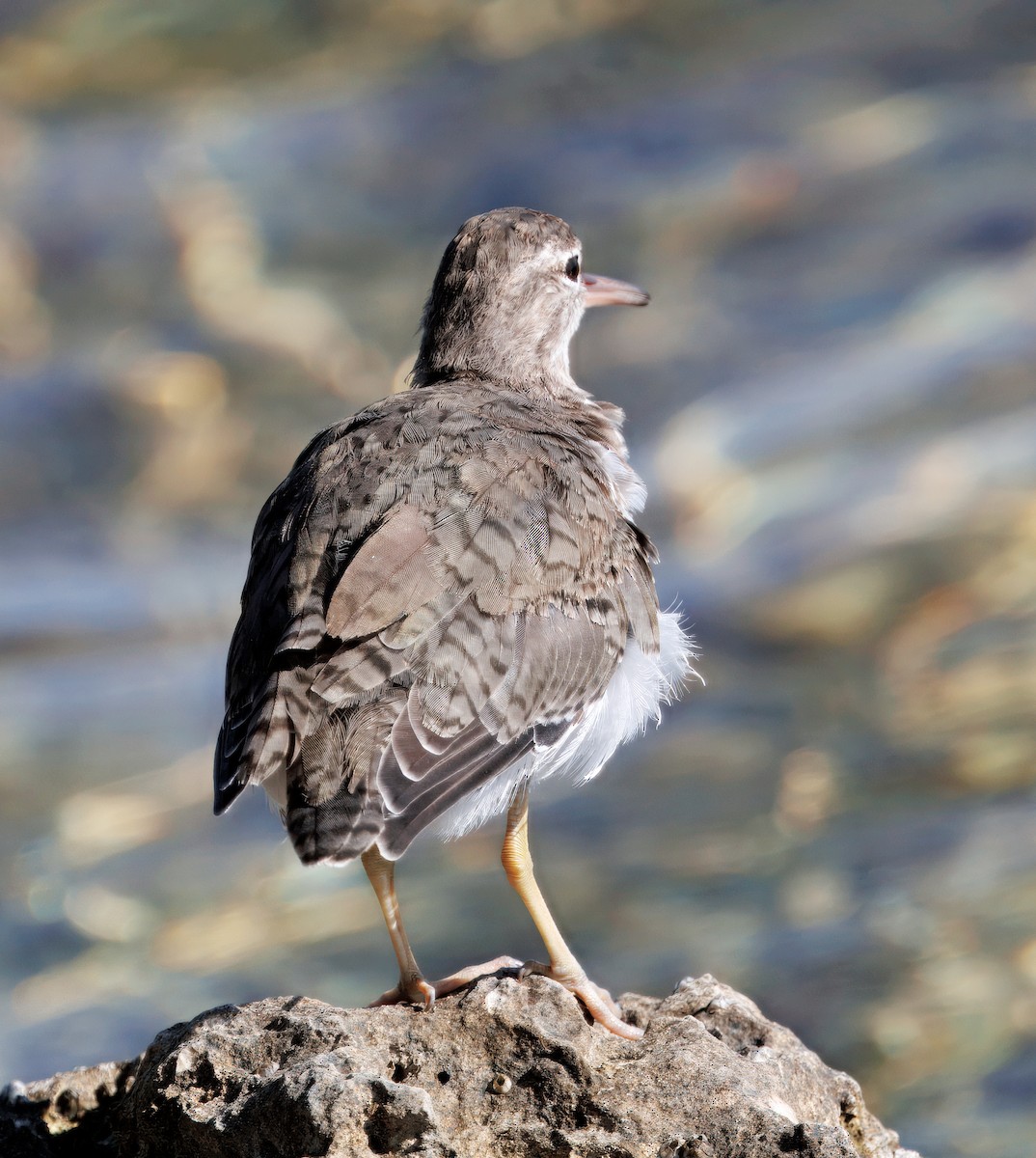 Spotted Sandpiper - ML641297016