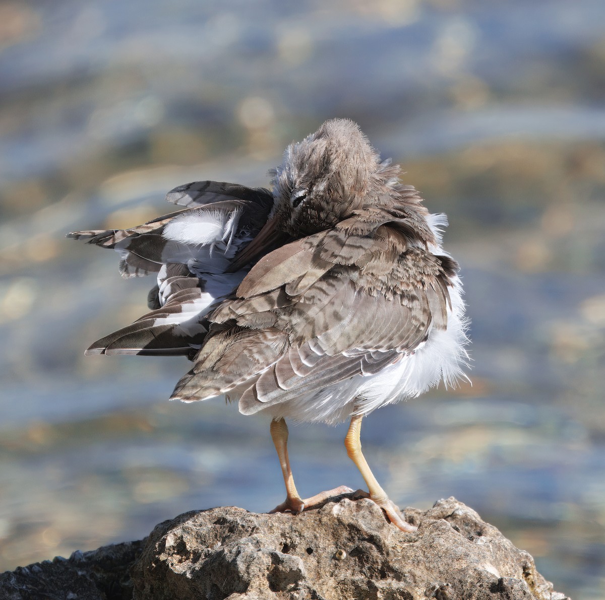 Spotted Sandpiper - ML641297017