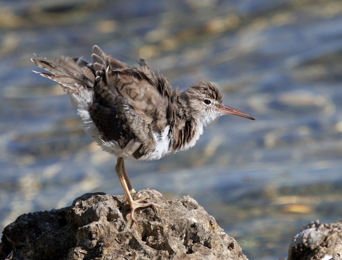Spotted Sandpiper - ML641297018