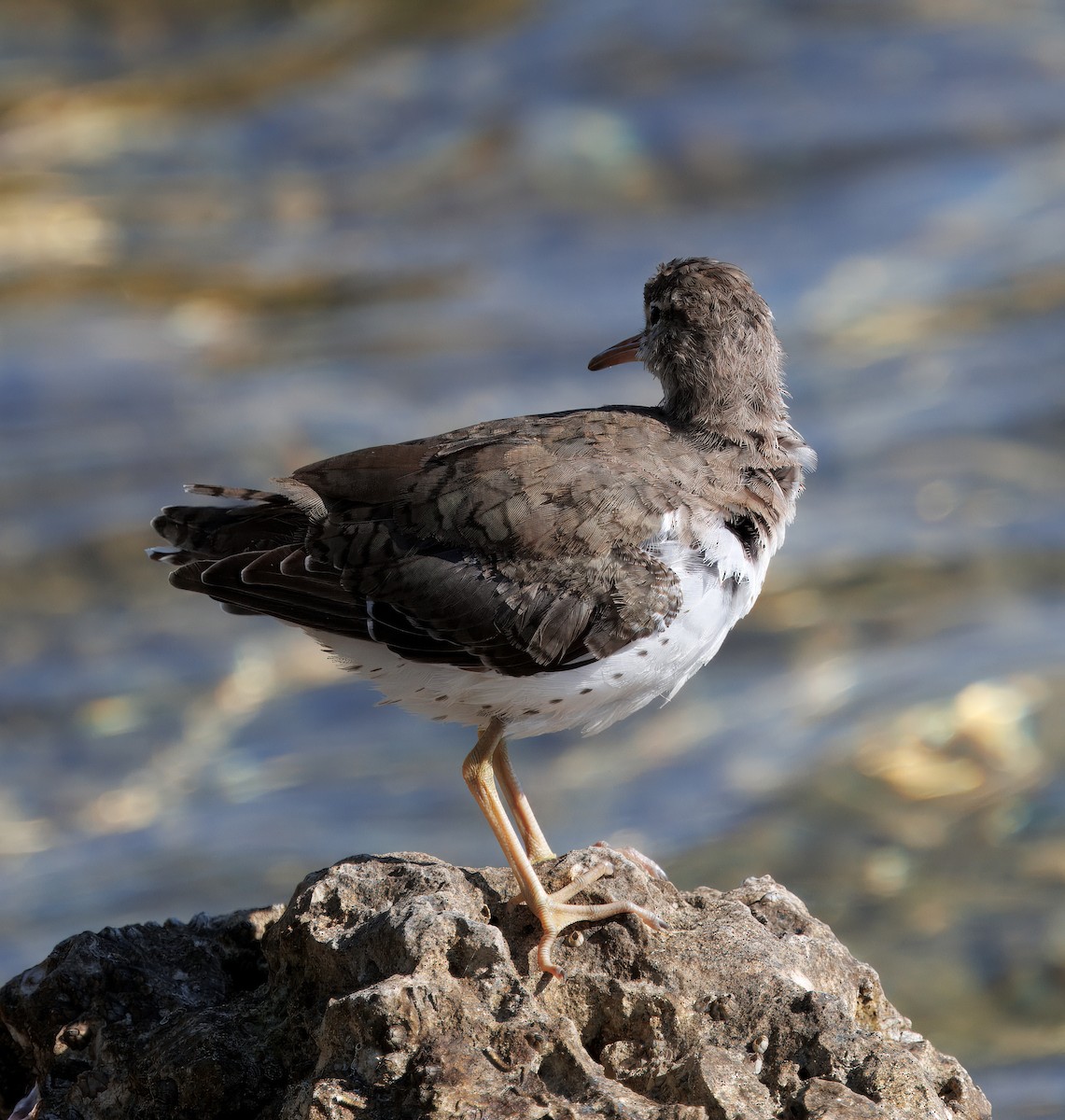 Spotted Sandpiper - ML641297019