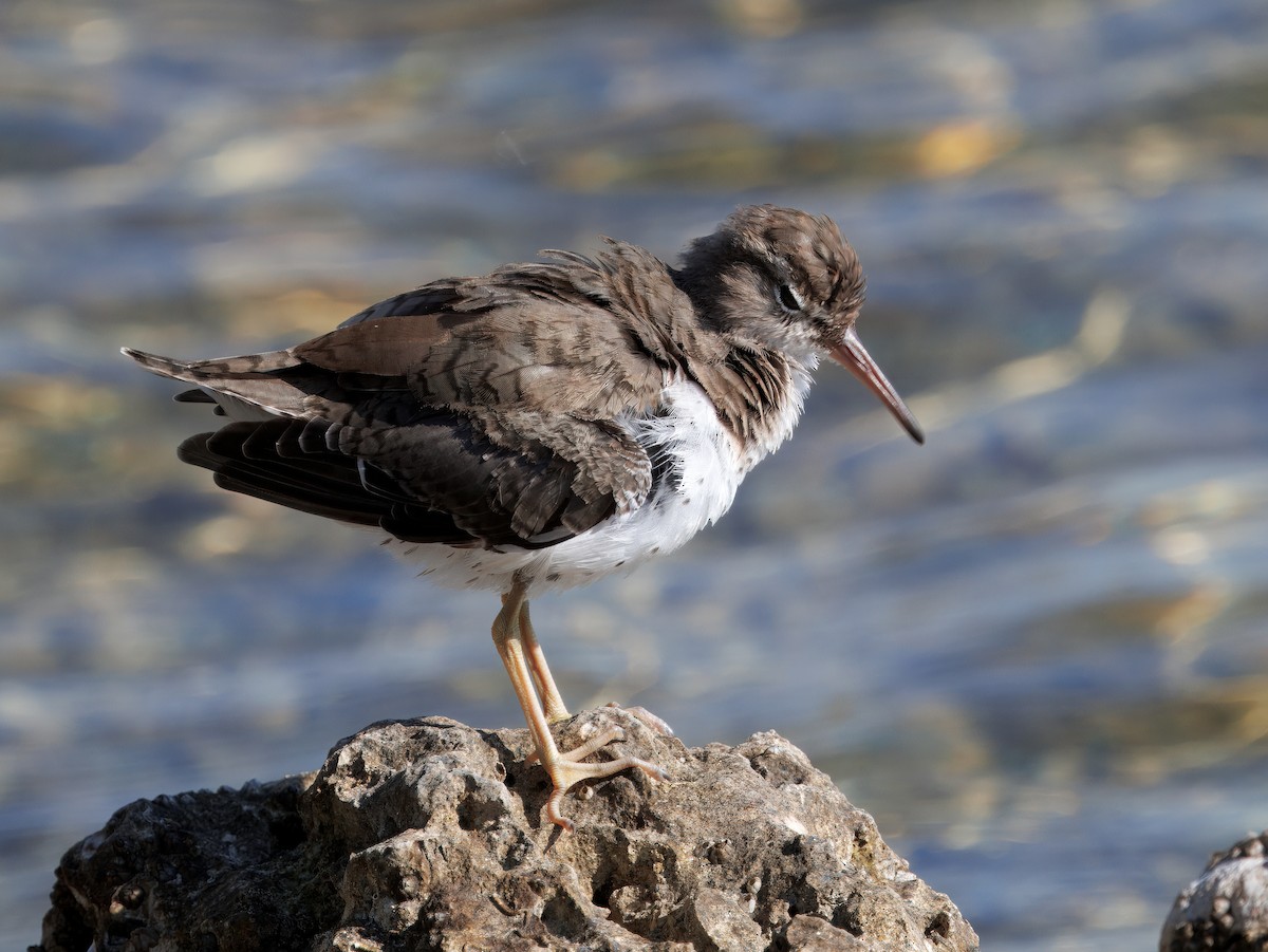 Spotted Sandpiper - ML641297020