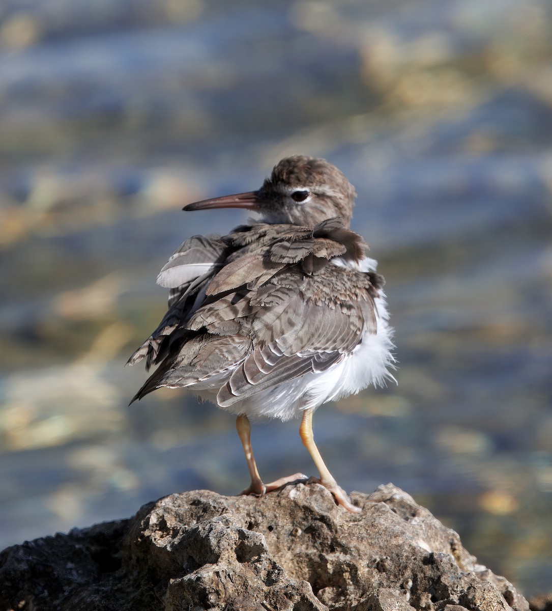Spotted Sandpiper - ML641297021