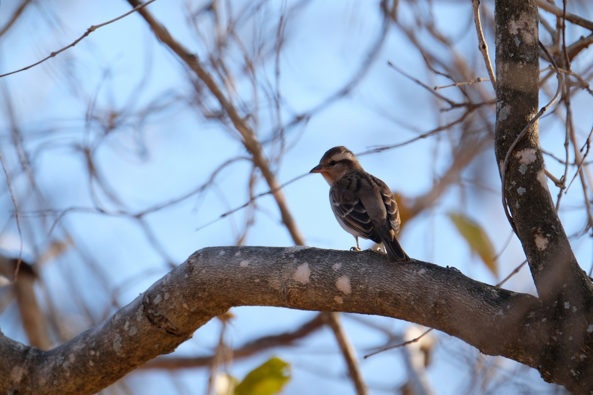 Yellow-throated Bush Sparrow - ML641297022
