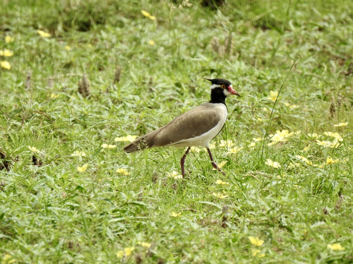 Black-headed Lapwing - ML641297030