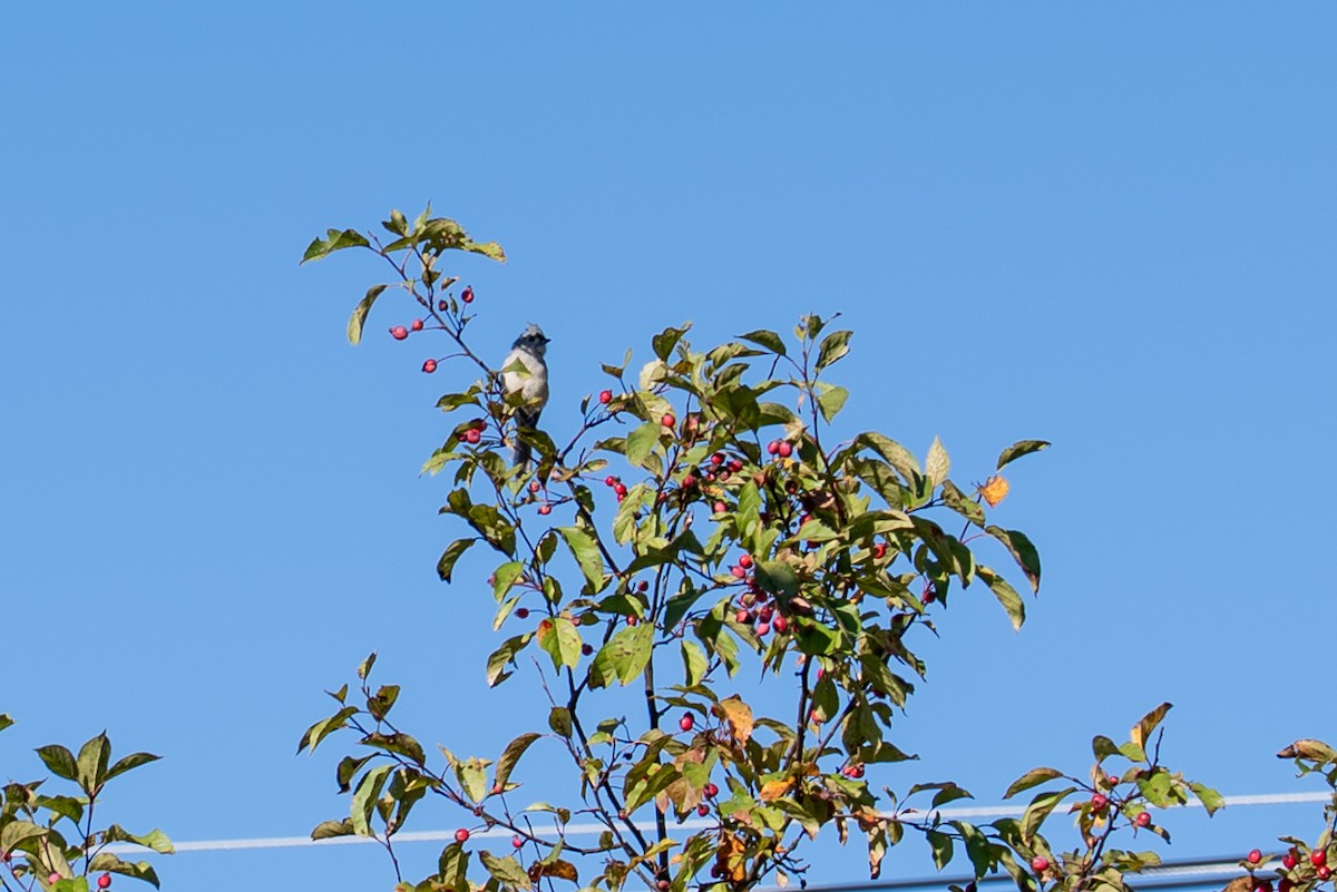 Tufted Titmouse - ML641297033