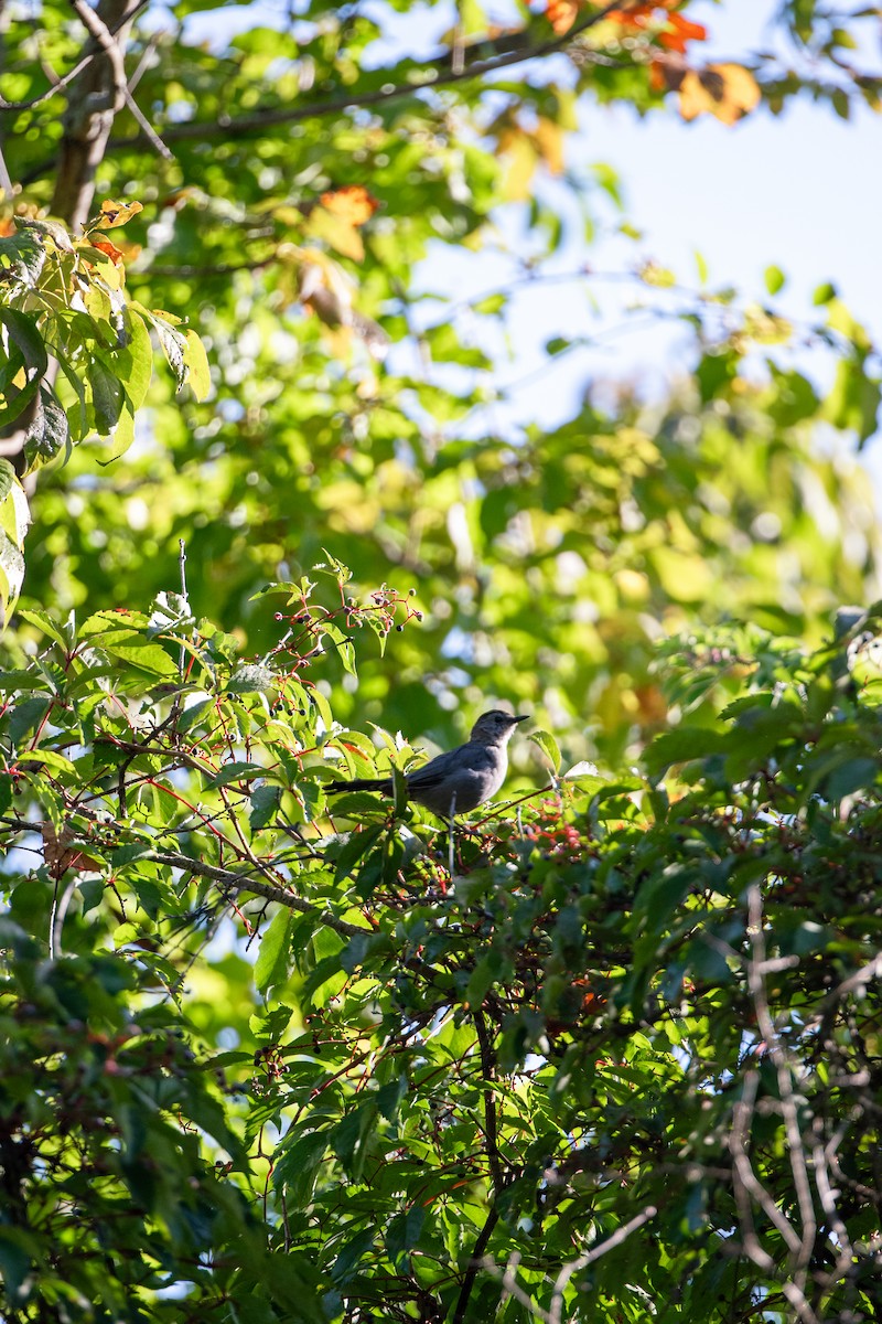Gray Catbird - ML641297043