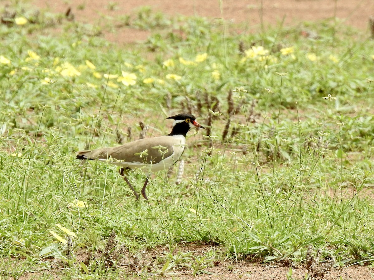 Black-headed Lapwing - ML641297046