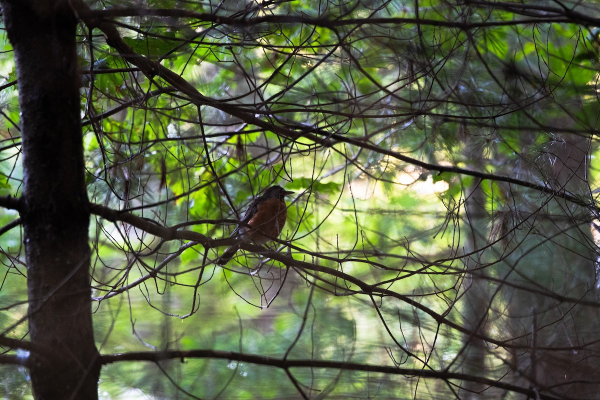 American Robin - ML641297055