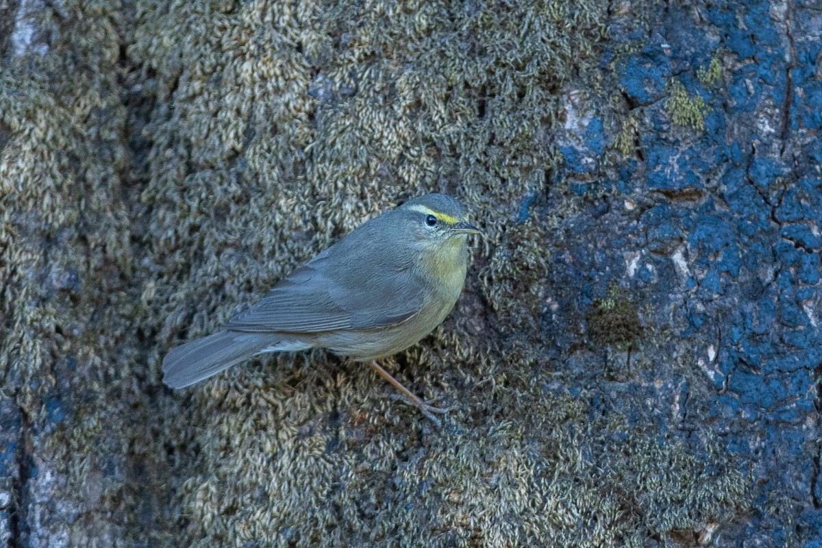 Sulphur-bellied Warbler - ML641297081