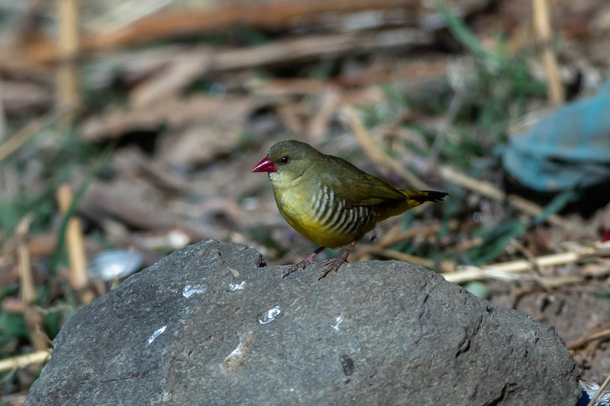 Green Avadavat - ML641297090