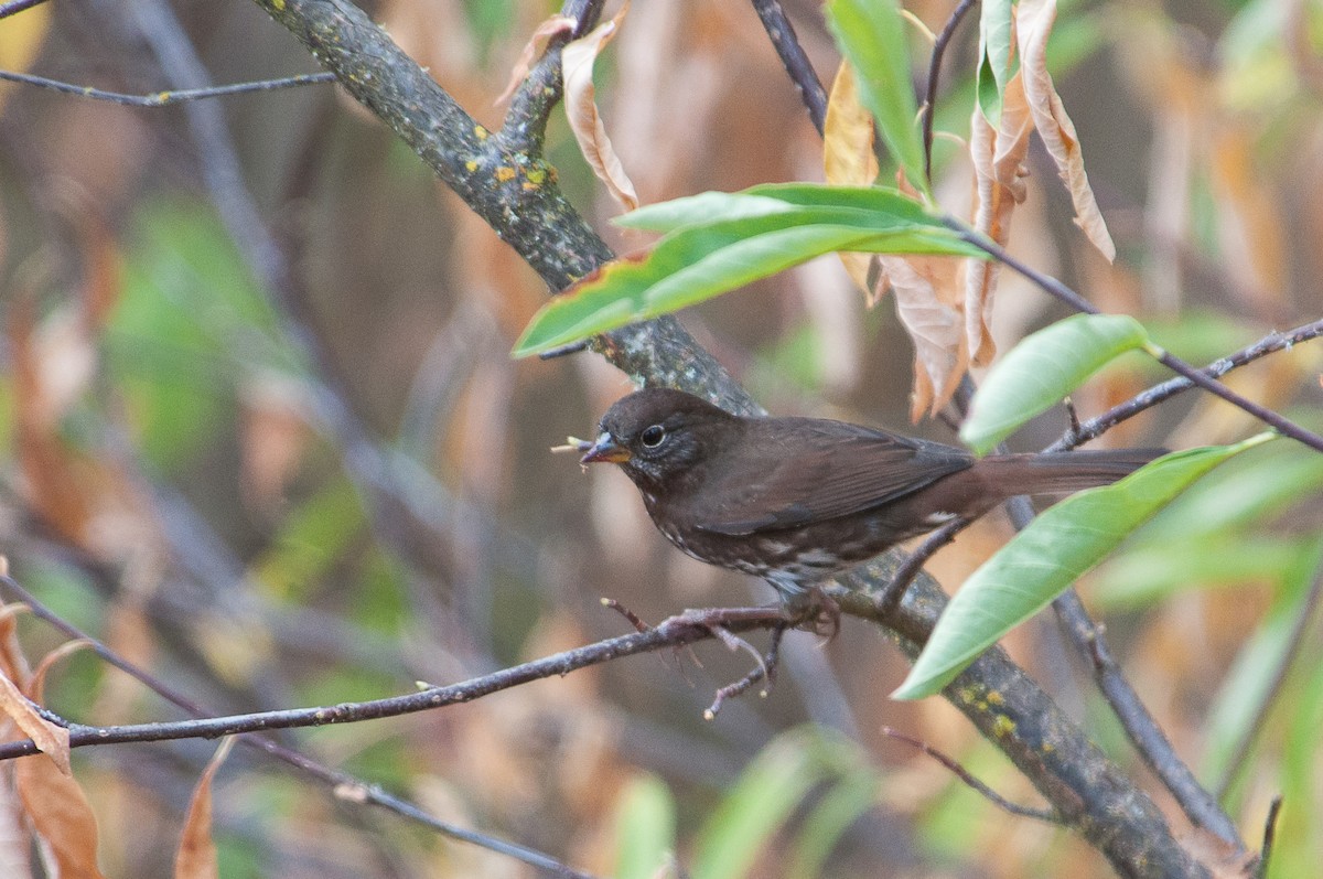 Fox Sparrow - ML641297095
