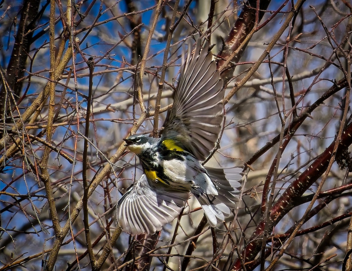 Yellow-rumped Warbler - ML641297156