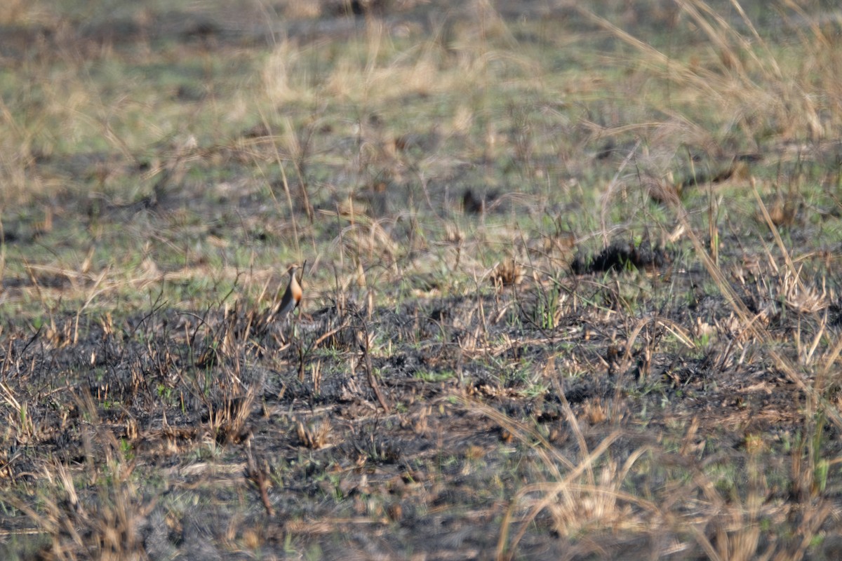 Temminck's Courser - ML641297194