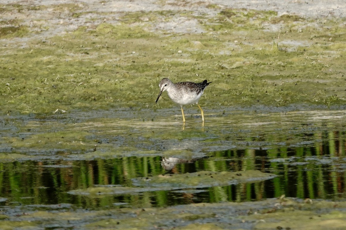 Lesser Yellowlegs - ML641297202