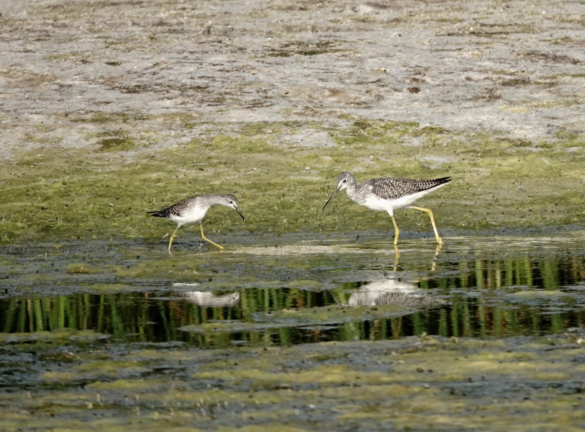 Lesser Yellowlegs - ML641297206