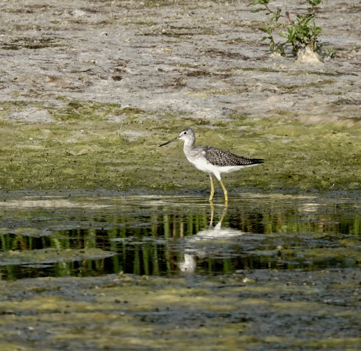 Greater Yellowlegs - ML641297216