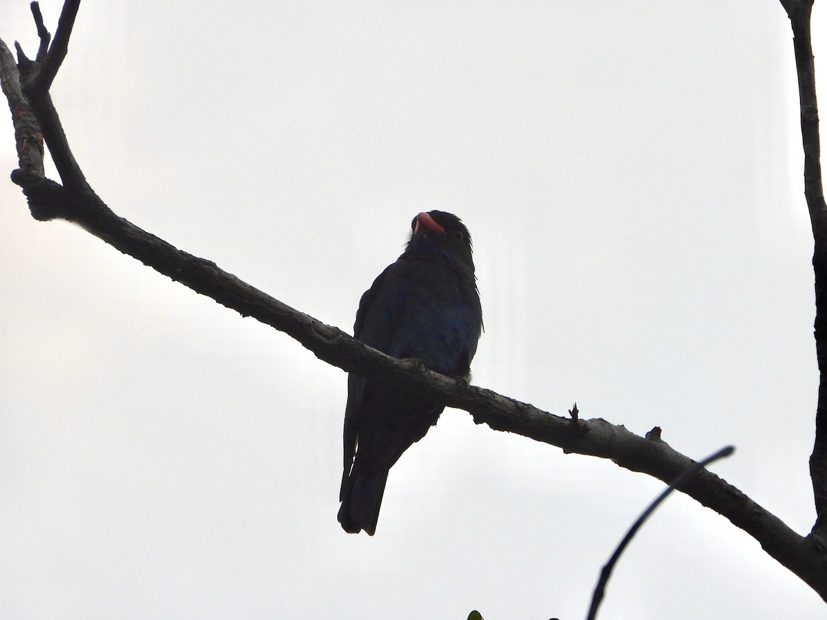 Dollarbird - ML641297219