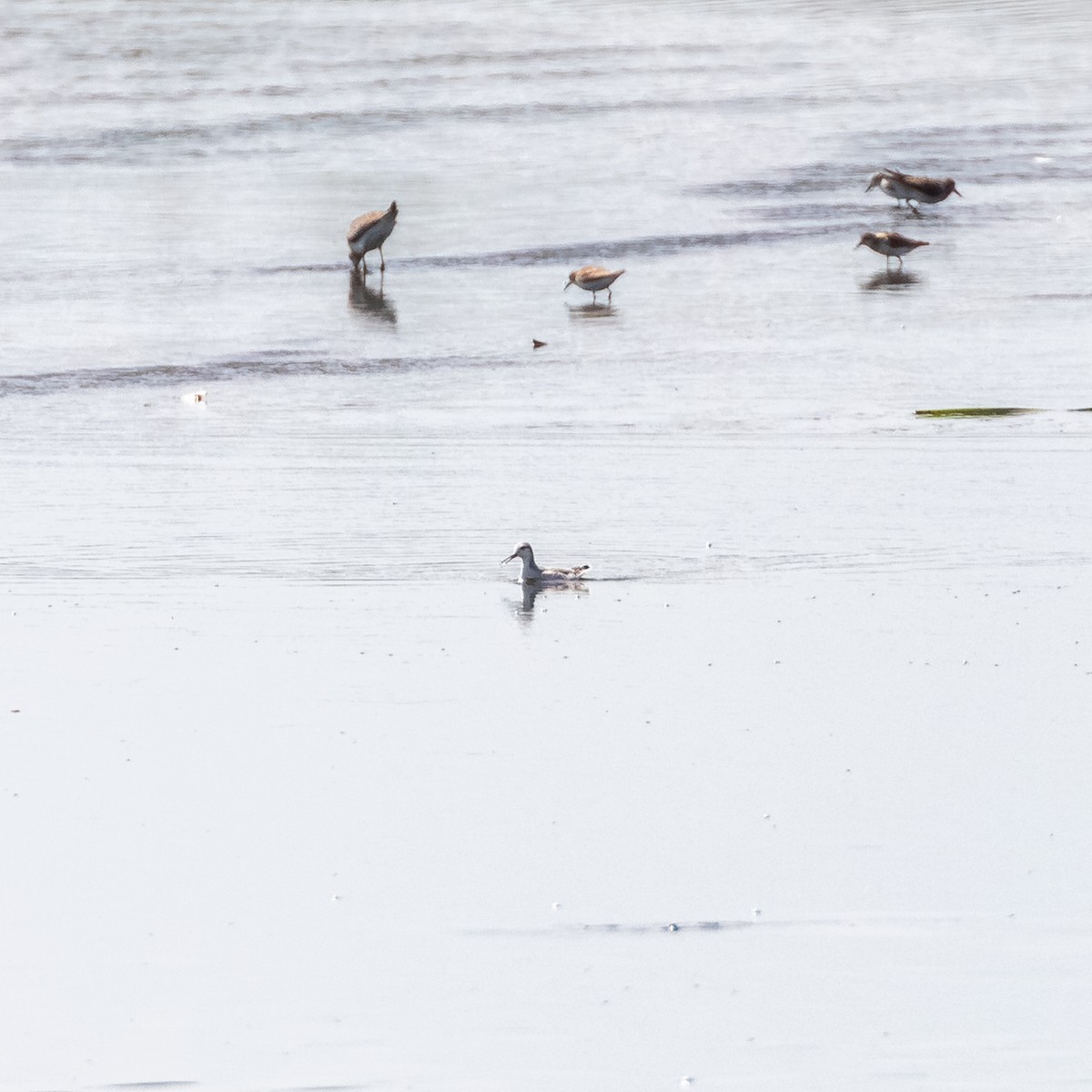 Wilson's Phalarope - ML641297244